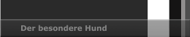Der besondere Hund